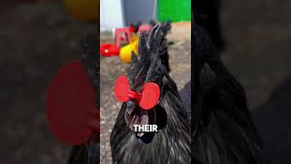 Why Do Chickens Wear Beak Rings [upl. by Nivets]