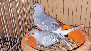 Geopelia cuneata Diamond Dove Birds Animal life [upl. by Ardnot]