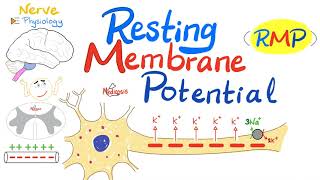 Resting Membrane Potential RMP  Nerve Physiology [upl. by Leribag]