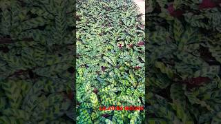 shot videos calathea insignis plants lovers ☘️🌳💚 [upl. by Doolittle]