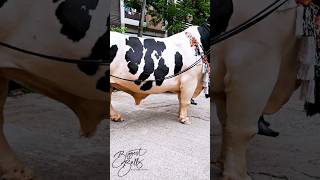 Hefty Holstein bull with exceptional depth [upl. by Hocker]