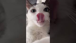 Cat pet behavior is very cute and unique part 14 cat funny cats cute cat viral shorts cute [upl. by Soisanahta696]