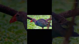 Swamp hen with phone spotting scope birds nature bird birdlovers swamphen [upl. by Behlau]