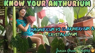 Identifying ANTHURIUM Magnificum Clarinervium and Crystallinum [upl. by Ennairol6]