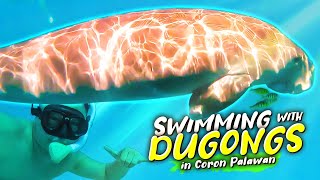 FREEDIVING and SWIMMING with Dugongs in CORON PALAWAN  Rare and Exotic Friend Shaped Animals [upl. by Ursas]