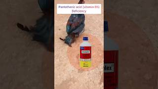 కోళ్ళలో విటమిన్ బి5 లోపం pantothenic acid deficiency in poultry vitamin b5 deficiency [upl. by Mcconaghy]