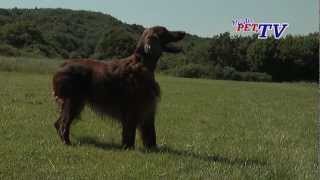 Irish Red Setter Informationen zur Rasse [upl. by Ynaffad]