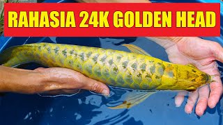 EMANG ADA ARWANA KEPALA EMAS GOLDEN HEAD 24 KARAT  SIMAK VIDEO INI [upl. by Sigler]