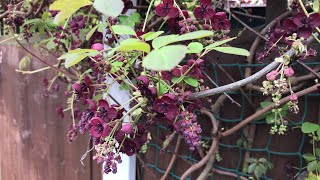 My chocolate vine  Akebia Quinata  is now putting on a stunning flowering display [upl. by Yelsiap]