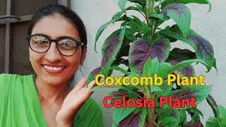 ਮੁਰਗਾ ਕਲਗੀ ਬੂਟੇ ਦੀ ਦੇਖਭਾਲ  Celosia Plant Care  Coxcomb Flower Tips  OrganicGardening1918 [upl. by Euqinahc]