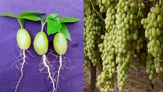 Growing Green Seedless Grapes Plant at Home  Planting Green Seedless Grapes  Grow Green Garden [upl. by Hanahsuar754]