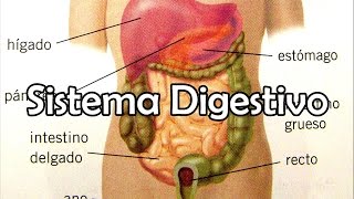 El Sistema Digestivo [upl. by Holcman]