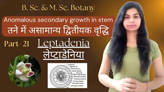 Anomalous secondary growth in stem  Leptadenia लेप्टाडेनिया  B Sc amp M Sc Botany [upl. by Itsyrk]