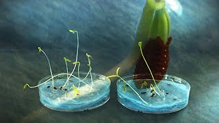 Lacy Phacelia seed germination timelapse [upl. by Goer]