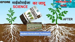 माईकोराईजा Mycorrhiza क्या है फसलों में प्रयोग एवं कार्यविधि  What is Mycorrhiza biofertilizer [upl. by Lange226]