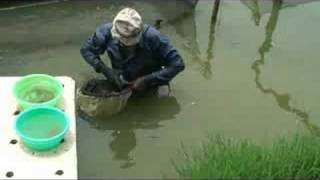 Symbiotic Bangladesh Tilapia Hatchery [upl. by Moria]