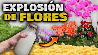 FLORACIÓN BRUTAL Abono Casero para PLANTAS y FLORES  Hacer Florecer Orquídeas Geranios y más [upl. by Gehlbach]