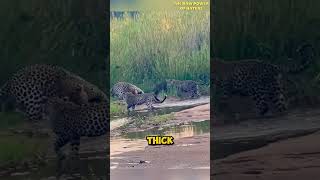 Honey Badger Attacked by 3 Leopards [upl. by Charmane]