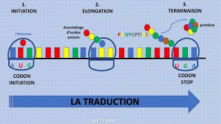 La traduction de lARNm en protéines [upl. by Alasdair]