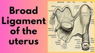 Broad ligament of the uterus  Mesometrium Mesovarium and Mesosalpinx [upl. by Eenhpad]