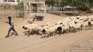 Life of Raika on the Move Nomadic Pastorlism in Rajasthan [upl. by Eneirda525]