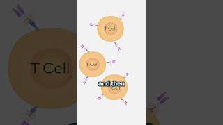 What is CART Cell Therapy [upl. by Azar]