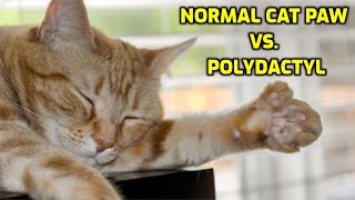 What Are Polydactyl Cats [upl. by Gignac]