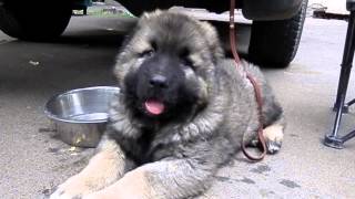 Щенок КАВКАЗСКОЙ ОВЧАРКИ и ЕГО ПАПАCaucasian Shepherd Dog puppy Odessa [upl. by Quennie8]