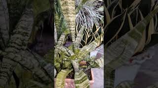 Snake plant care plants edits indoorplanting plantlover [upl. by Etnomal]