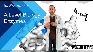 Enzymes Part 1  Structure function and rates  A Level Biology [upl. by Donnelly]