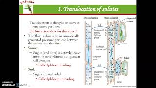 Mechanism amp factors affecting translocation of organic solutes [upl. by Annhoj]