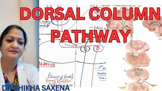 Dorsal column pathway medial lemniscus pathway Gall and Burdach pathway [upl. by Junieta]