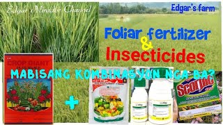 FOLIAR FERTILIZER AT MGA INSECTICIDES PWEDE BANG PAGHALUIN EDGARS FARM UPDATE [upl. by Onilatac]