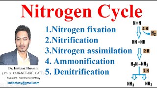 Nitrogen Cycle Nitrification assimilation Ammonification nitrogenfixation nitrogencycle ecology [upl. by Elitnahc]