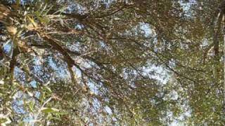 Sound of Cicadas under an olive tree [upl. by Eelamme]