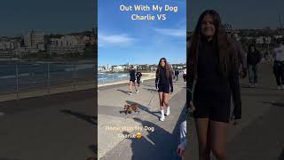 Bondi Beach VS Home music hiphop bondibeach dog sausagedogs cuddle chrisbrown lifehacks [upl. by Nnyleuqaj578]