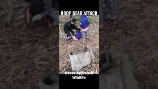 Drop Bear Attacks Child [upl. by Steffin]