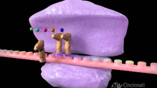 Inhibitors of protein synthesis [upl. by Reizarf]