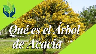 Acacia todo lo que necesitas saber sobre estos árboles [upl. by Tedra401]