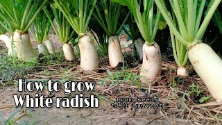 Growing White Radish From Seeds Till Harvest  Easy and Grow well  White Radish by NY SOKHOM [upl. by Petta]