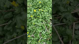 How to Identify Lesser Celandine Ficaria verna [upl. by Celine]