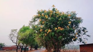 Copperpod Peltophorum Pterocarpum Ornamental Avenue trees india nature trending garden [upl. by Eelsel]