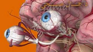 Duane Syndrome  متلازمة دوين [upl. by Selia]