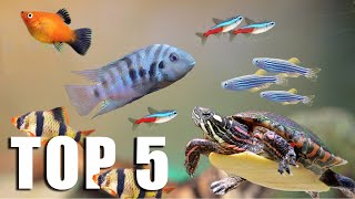 TOP 5 FISH for TURTLE TANKMATES [upl. by Eiramlatsyrk]