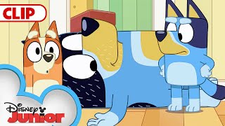 Bluey Season 3 Episode 25 quotRagdollquot Episode Clip  disneyjr  BlueyOfficialChannel​ [upl. by Rosenbaum]