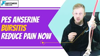 Pes Anserine Bursitis  Anatomy Massage Exercise And Stretches Plan To Reduce Pain [upl. by Eaver500]