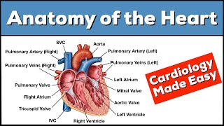 Anatomy of the Heart Structures and Blood Flow Cardiology Made Easy [upl. by Euqinor]