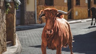 Toros segunda tarde taurina Artesa  Toro de calle [upl. by Nwahsal760]