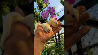 Leucistic Sugar Gliders pets [upl. by Aspa]