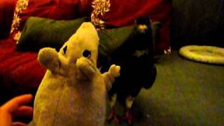 Pet pigeon Elmo attacking Templeton [upl. by Bronny]